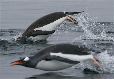 20120520-penguins Porpoising_Gentoos.jpg